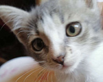 Кошки в Зеленограде: Отдам котёнка в добрые руки  Девочка, Бесплатно - фото 3