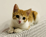 Кошки в Видном: Котёнок Ласка бесплатно Девочка, 10 руб. - фото 2