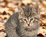Кошки в Москве: Котенок в добрые руки Девочка, Бесплатно - фото 4