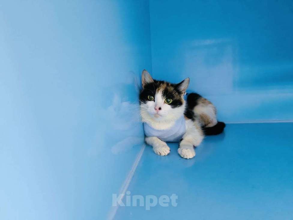 Кошки в Москве: Трикси ищет дом Девочка, Бесплатно - фото 3