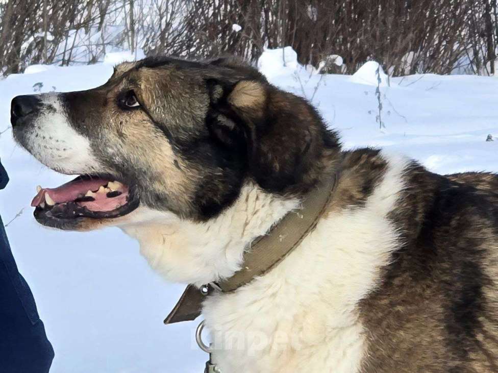 Собаки в Королеве: В поисках дома Берта. Девочка, Бесплатно - фото 7