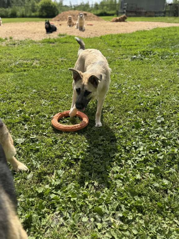Собаки в Москве: Люсенька ожидает в приюте своих родителей Девочка, Бесплатно - фото 10