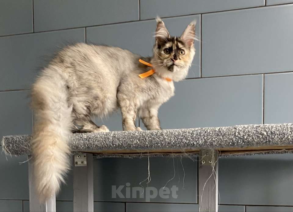 Кошки в других городах Московской области: Красотка мейн кун из питомника с документами Девочка, 50 000 руб. - фото 1