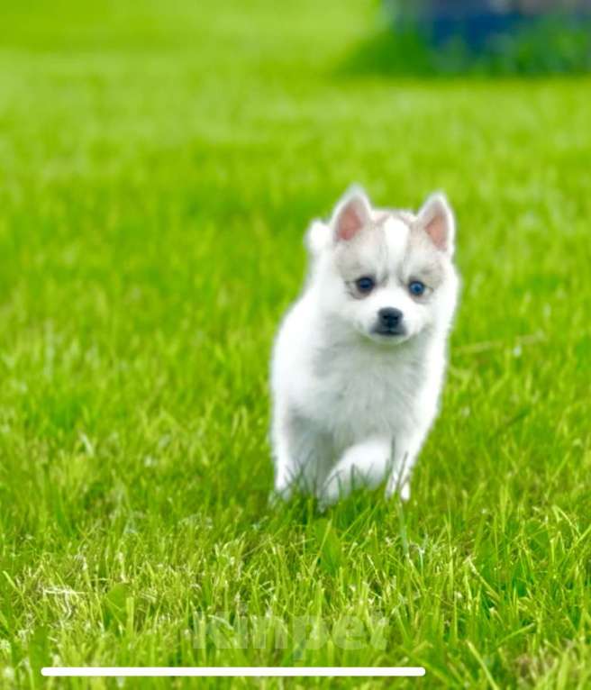 Собаки в Балашихе: Помски F1 кобель мини до 40 см  Мальчик, 65 000 руб. - фото 3