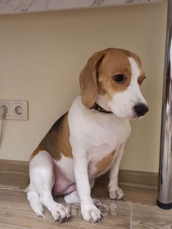 Собаки в Москве: Харти Девочка, Бесплатно - фото 4