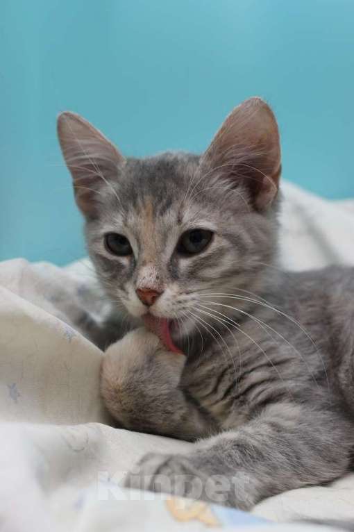 Кошки в Москве: Прелестная малышка Славушка! Котенок в добрые руки Девочка, Бесплатно - фото 2