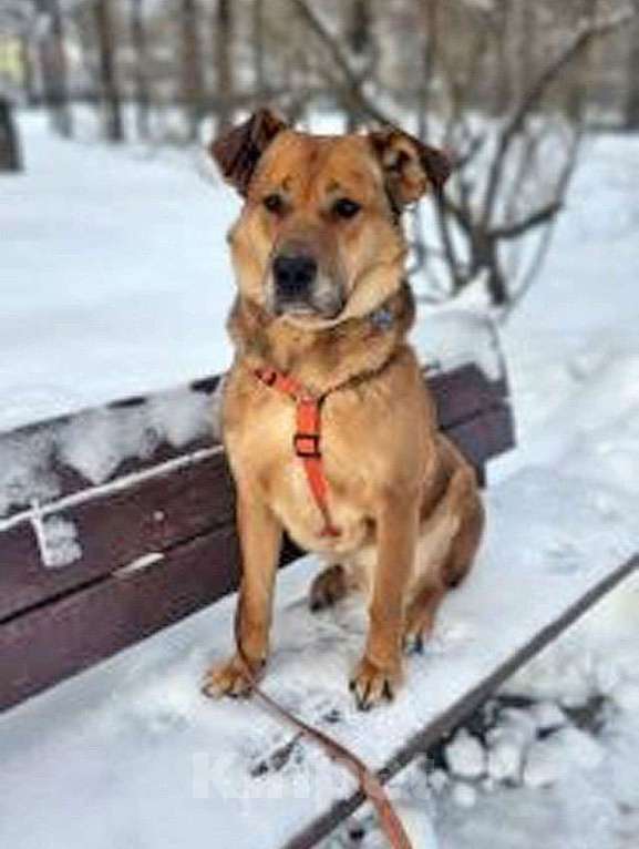 Собаки в Москве: Солнечный пес-компаньон Джек ищет дом Мальчик, Бесплатно - фото 8