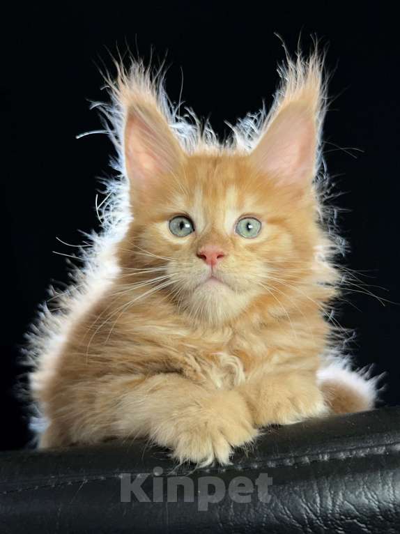 Кошки в Москве: Vasilisa Ventura-House.com Девочка, 100 000 руб. - фото 8