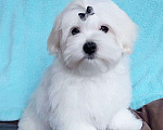 Собаки в Москве: Щенок мальтийской болонки. Мальчик, 100 000 руб. - фото 1