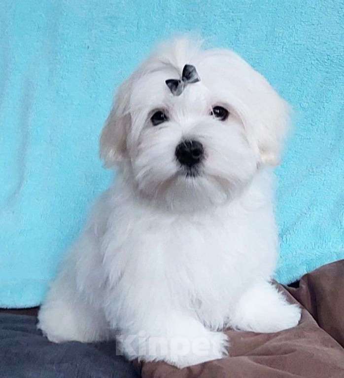 Собаки в Москве: Щенок мальтийской болонки. Мальчик, 100 000 руб. - фото 1