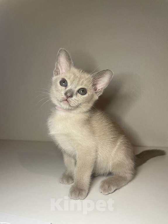 Кошки в Новосибирске: Бурманский котёнок (европейский тип) Девочка, 35 000 руб. - фото 2