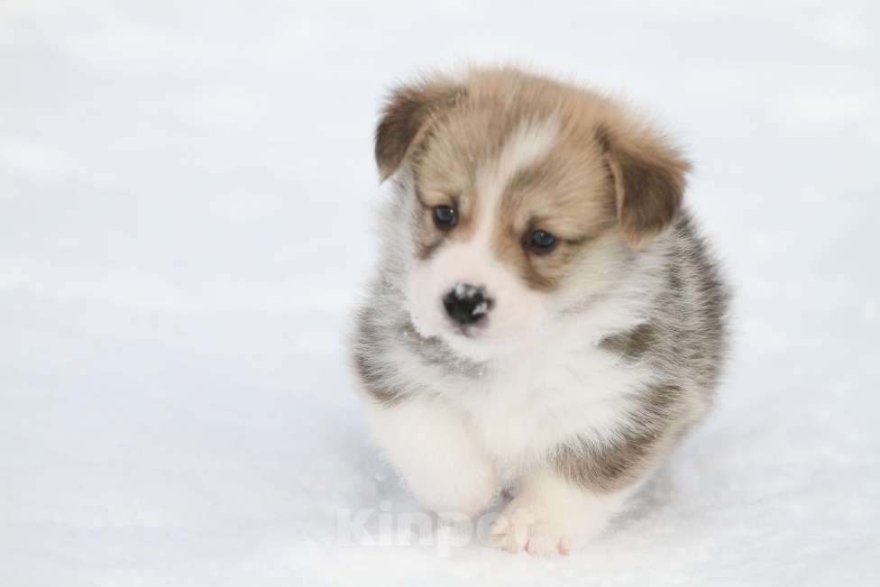 Собаки в Москве: Вельш корги пемброк Мальчик, 60 000 руб. - фото 1