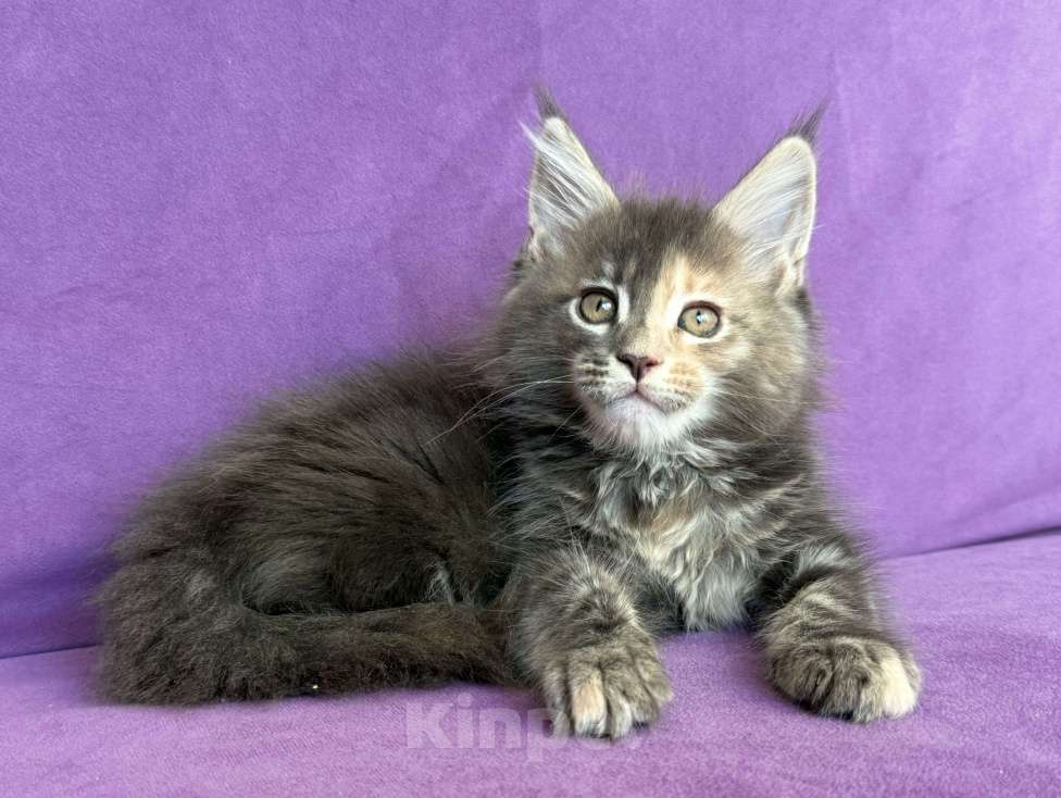 Кошки в Санкт-Петербурге: Tiffany Paw Winner Девочка, 45 000 руб. - фото 3