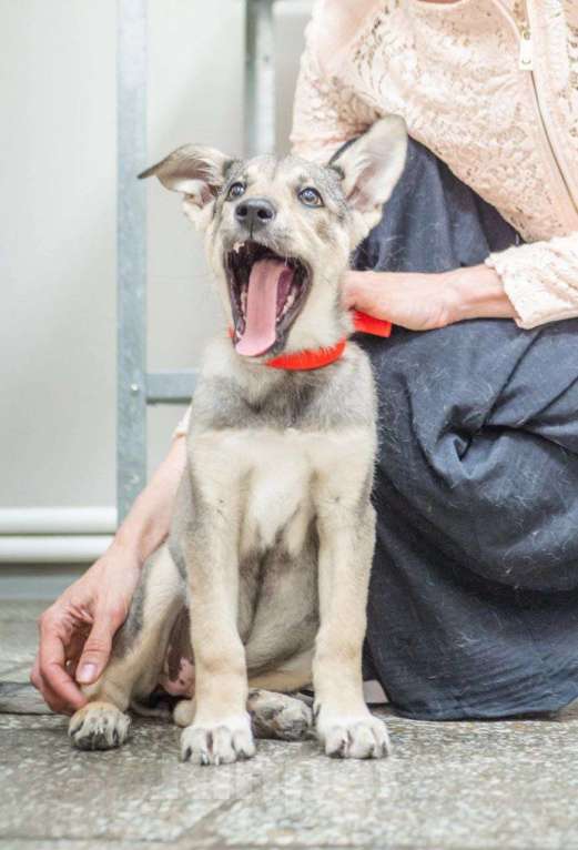 Собаки в Москве: Фиби - маленькая взрывная хулиганка Девочка, 1 руб. - фото 4