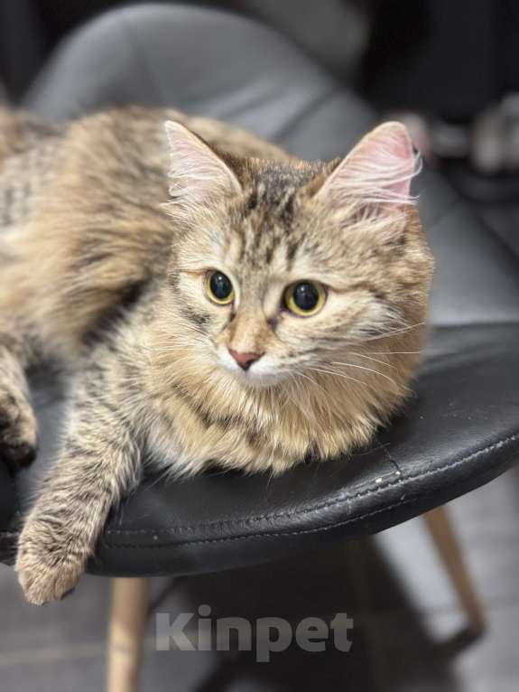 Кошки в Екатеринбурге: Потерялась кошка Девочка, 1 000 руб. - фото 3