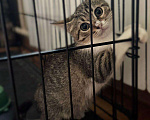 Кошки в Москве: Котенок Ириска ищет друзей Девочка, Бесплатно - фото 5