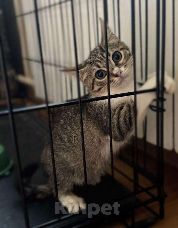 Кошки в Москве: Котенок Ириска ищет друзей Девочка, Бесплатно - фото 5