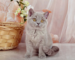 Кошки в Санкт-Петербурге: Британская милашка - сладкая мордашка Девочка, 50 000 руб. - фото 10