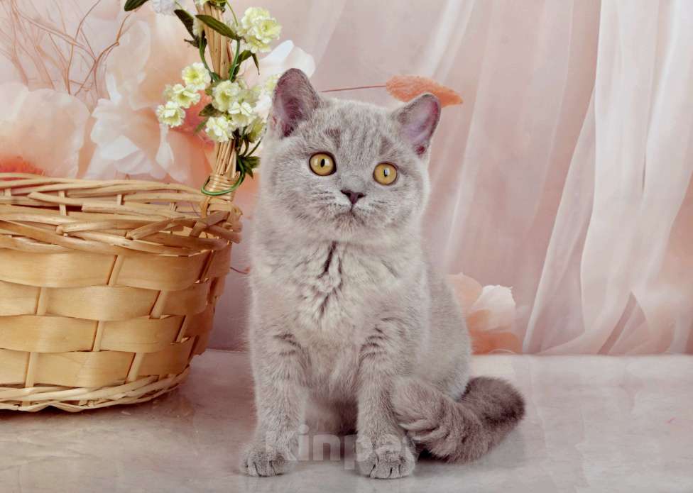 Кошки в Санкт-Петербурге: Британская милашка - сладкая мордашка Девочка, 50 000 руб. - фото 10