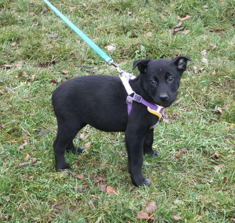 Собаки в Москве: Малышка Масяня ищет свою любимую семью  Девочка, Бесплатно - фото 4