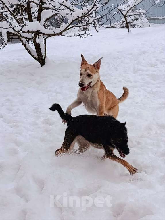 Собаки в других городах Московской области: Сэнди в поисках своей семьи Девочка, Бесплатно - фото 4