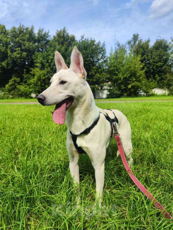 Собаки в Москве: Снежинка щенок Девочка, Бесплатно - фото 8