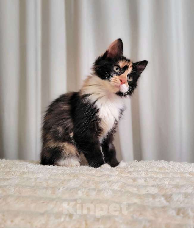 Кошки в Москве: Котёнок Фиона в добрые руки  Девочка, Бесплатно - фото 2