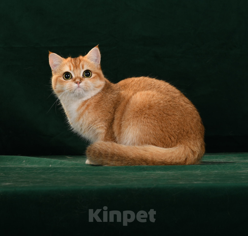 Кошки в других городах Калужской области: Молодая шотландская кошечка Девочка, 30 000 руб. - фото 1