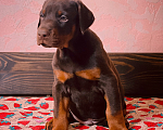Собаки в Чехове: Крупные щенки добермана РКФ Мальчик, 70 000 руб. - фото 5