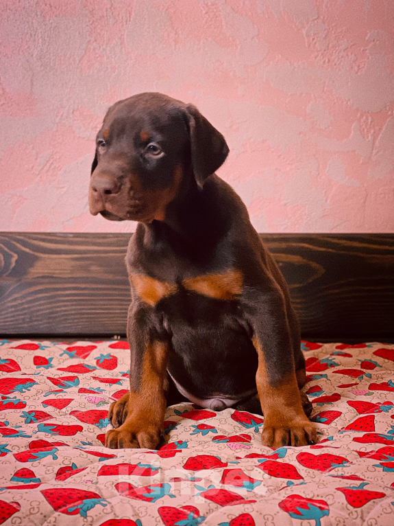 Собаки в Чехове: Крупные щенки добермана РКФ Мальчик, 70 000 руб. - фото 5