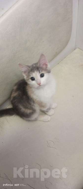 Кошки в Москве: Котята 3 месяца Девочка, 100 руб. - фото 1