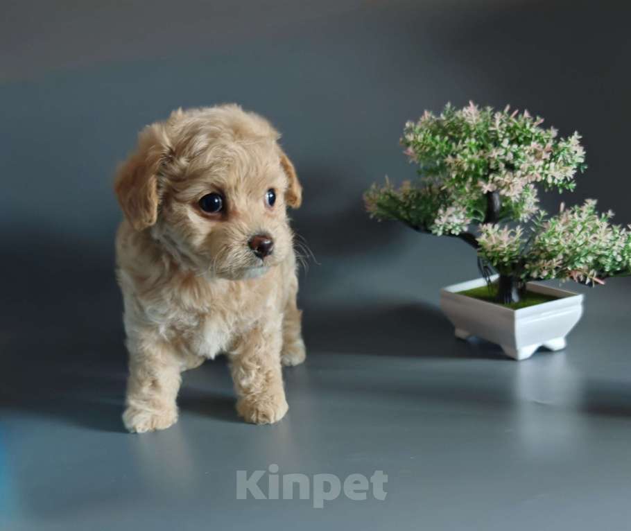 Собаки в Краснодаре: Мальтипушка Ф1 девочка Девочка, Бесплатно - фото 2