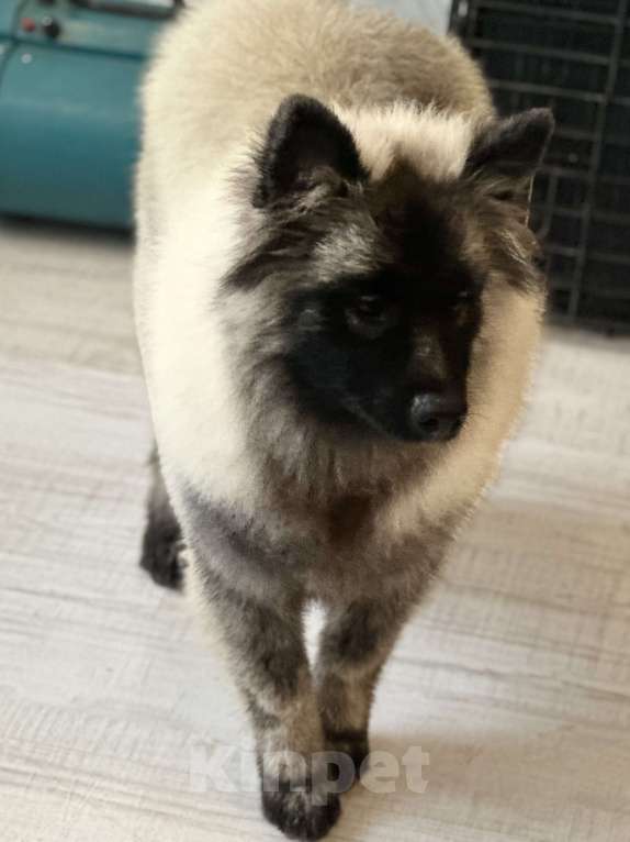 Собаки в Москве: Тайга Из Воронцовского Дворца  Девочка, 80 000 руб. - фото 8