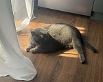 Кошки в Омске: Отдам в добрые руки Мальчик, Бесплатно - фото 1