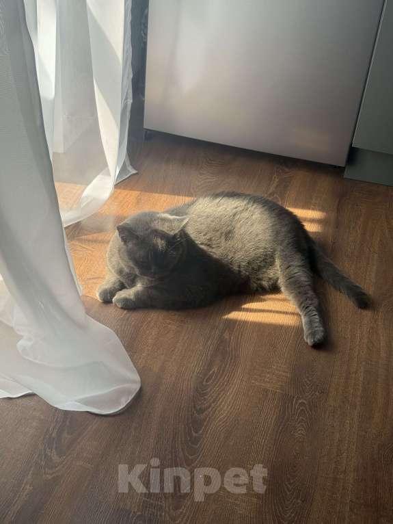 Кошки в Омске: Отдам в добрые руки Мальчик, Бесплатно - фото 1