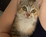Кошки в Краснодаре: Отдам котят в добрые руки Девочка, Бесплатно - фото 4