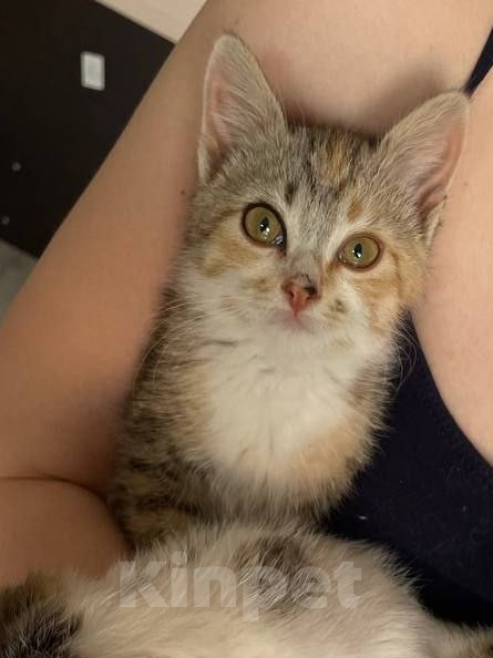 Кошки в Краснодаре: Отдам котят в добрые руки Девочка, Бесплатно - фото 4