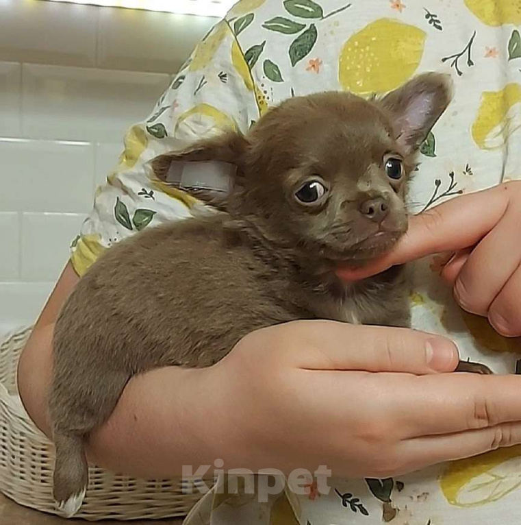 Собаки в Новосибирске: Маленькая длинношерстная мини- девочка! Девочка, Бесплатно - фото 3