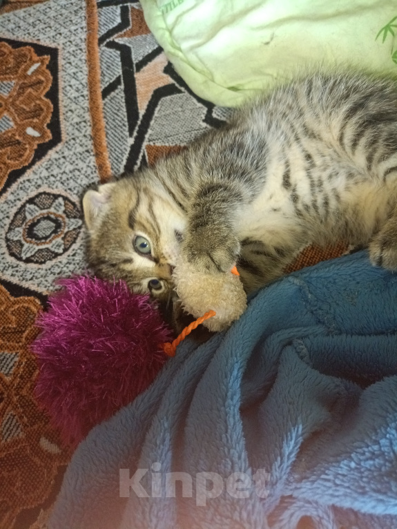 Кошки в Екатеринбурге: Котята,2 месяца,мальчики,от порядочных родителей: мама скоттиш фолд (полосатая), папа скоттиш страйт Мальчик, Бесплатно - фото 7