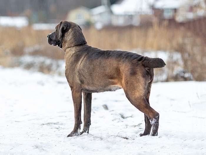 Собаки в Москве: Красавица Лада, молодая добрая семейная собачка в добрые руки Девочка, 10 руб. - фото 4