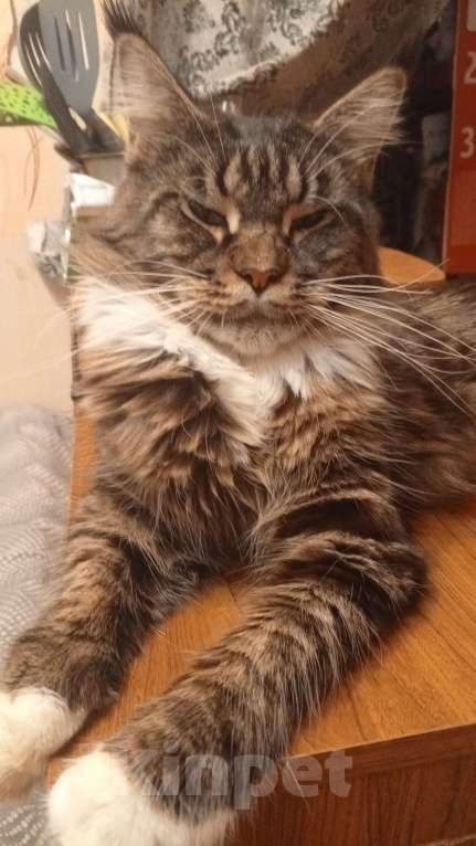 Кошки в Ярославле: Продам котят породы МейКун  Девочка, 15 000 руб. - фото 5