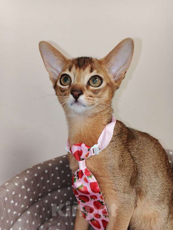 Кошки в Москве: Абиссинский котик красавчик из питомника Мальчик, 70 000 руб. - фото 4
