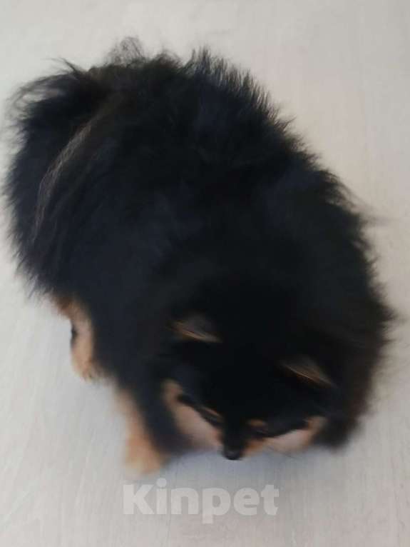 Собаки в Пензе: Шпиц померанский вязка Мальчик, Бесплатно - фото 3