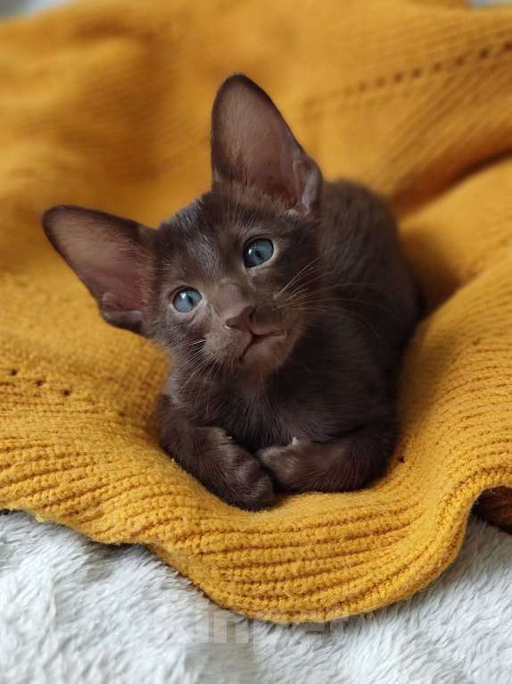 Кошки в Москве: Шоколадные ориентальные мальчики к бронированию Мальчик, 50 000 руб. - фото 3