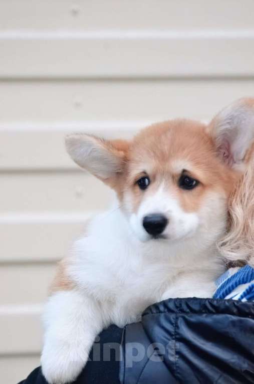 Собаки в Твери: Щенок Вельш Корги Пемброк Девочка, 50 000 руб. - фото 1