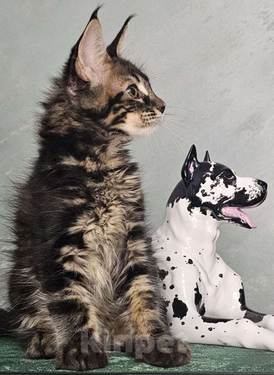 Кошки в Кисловодске: Питомник AnElKron, продажа котят Мальчик, 80 000 руб. - фото 10