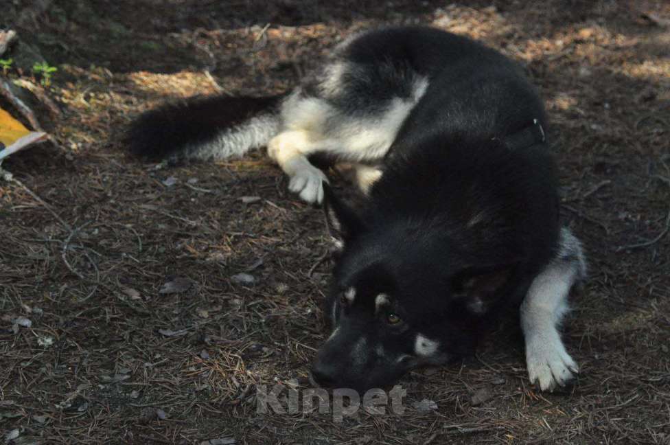 Собаки в Москве: Ищем новую семью для Балу! Мальчик, Бесплатно - фото 4