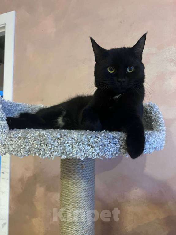 Кошки в Санкт-Петербурге: Черный котенок (девочка) в добрые руки Девочка, Бесплатно - фото 1