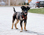 Собаки в Москве: Барни, милый, ласковый, мегаобаятельный щеночек в добрые руки Мальчик, Бесплатно - фото 4