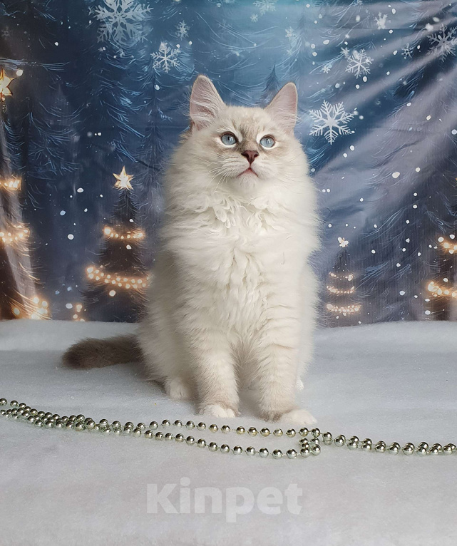 Кошки в Москве: Невский маскарадный мальчик Мальчик, 45 000 руб. - фото 3